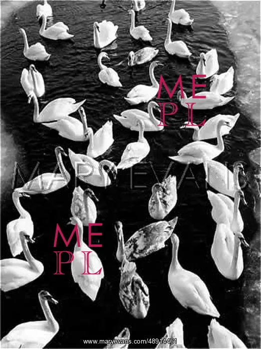 : SWAN STUDY : SWAN STUDY
