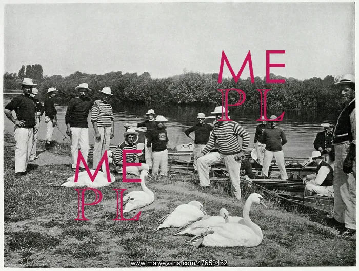 : Swan Upping on the Thames 1900 : Swan Upping on the Thames 1900