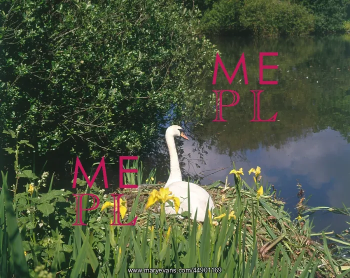  : Swan and yellow iris, The Mill Pond, Hayle, Cornwall