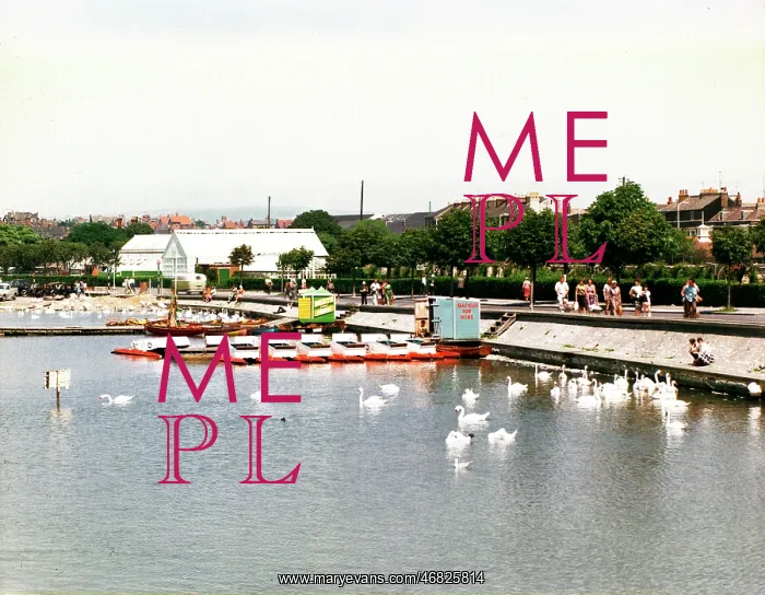 : The Swannery, Weymouth : The Swannery, Weymouth