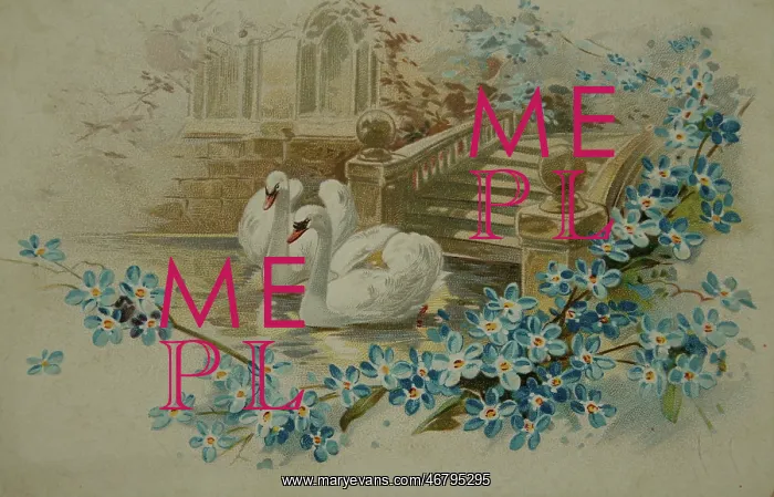 : Two swans in front of a stone footbridge, below flowers of forget-me-nots : Two swans in front of a stone footbridge, below flowers of forget-me-nots