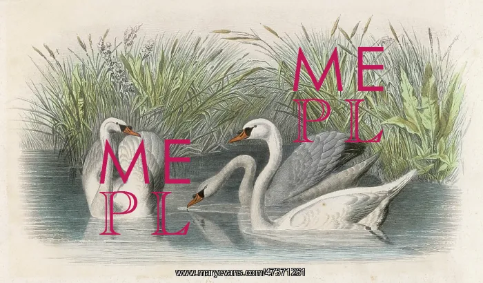  : THREE SWANS