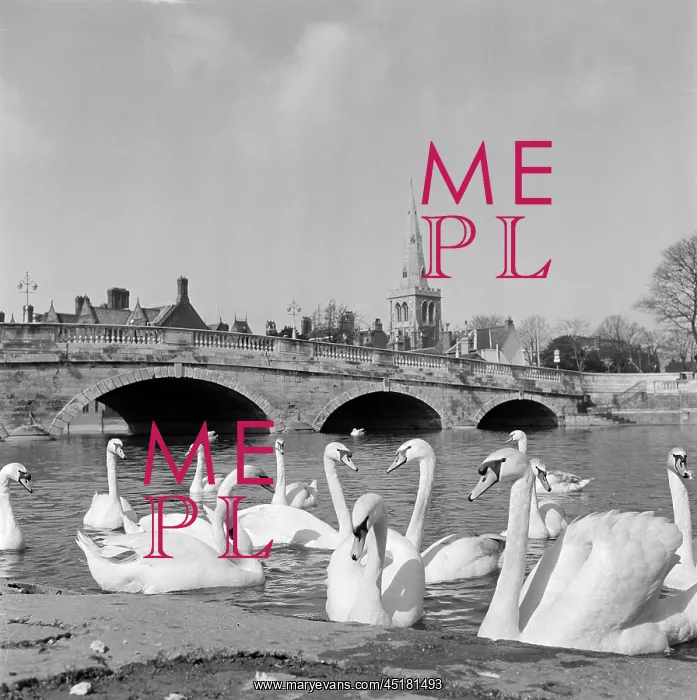 : Swans at Bedford Bridge : Swans at Bedford Bridge