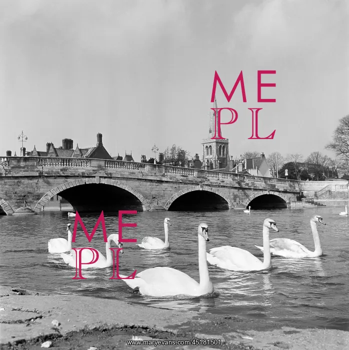 : Swans at Bedford Bridge : Swans at Bedford Bridge