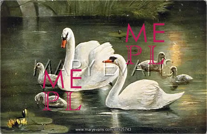  : SWANS AND CYGNETS 1910