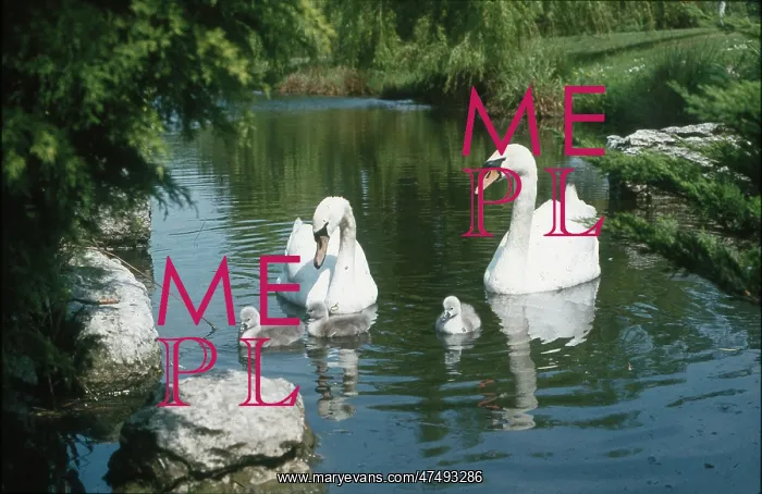 : Swans and Cygnets : Swans and Cygnets