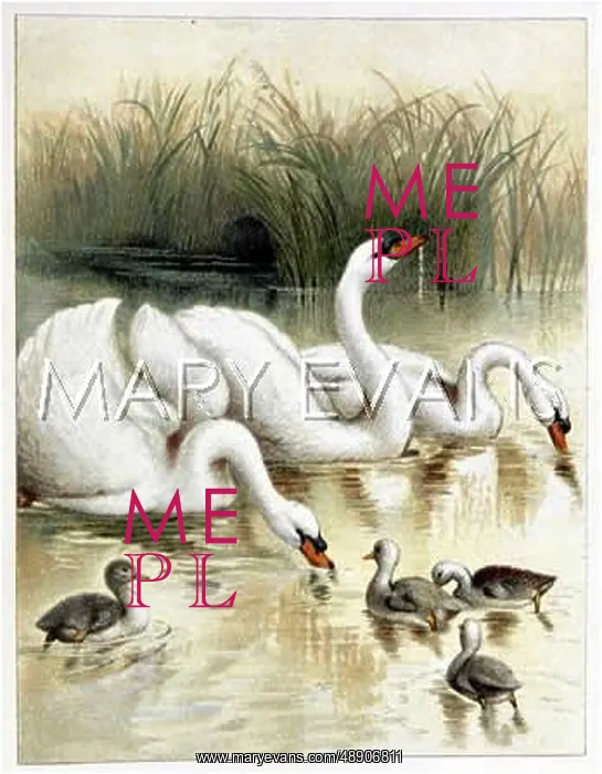  : SWANS AND CYGNETS