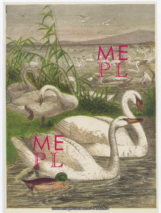 : SWANS AND CYGNETS GALORE : SWANS AND CYGNETS GALORE
