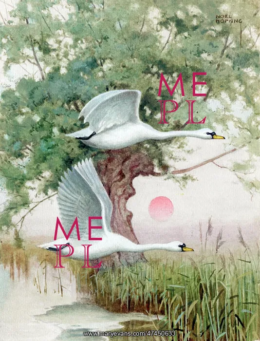  : Two swans flying