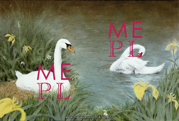 : Two Swans - with irises : Two Swans - with irises