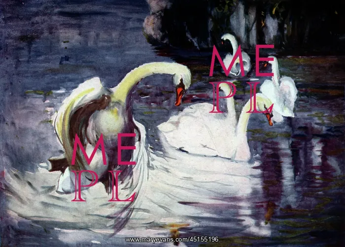 : Swans in the Lake : Swans in the Lake
