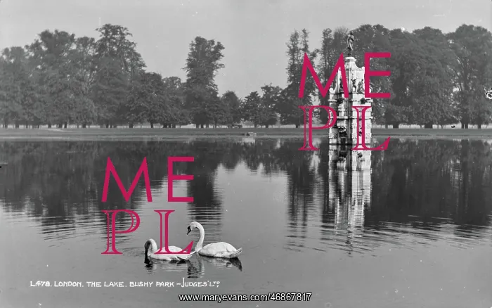 : Swans on the Lake at Bushy Park : Swans on the Lake at Bushy Park