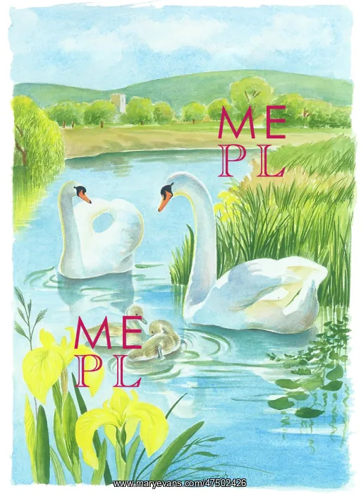 : Two swans on a lake with two cygnets : Two swans on a lake with two cygnets