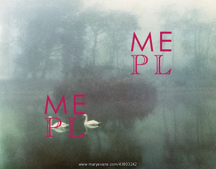  : Two swans on a misty lake