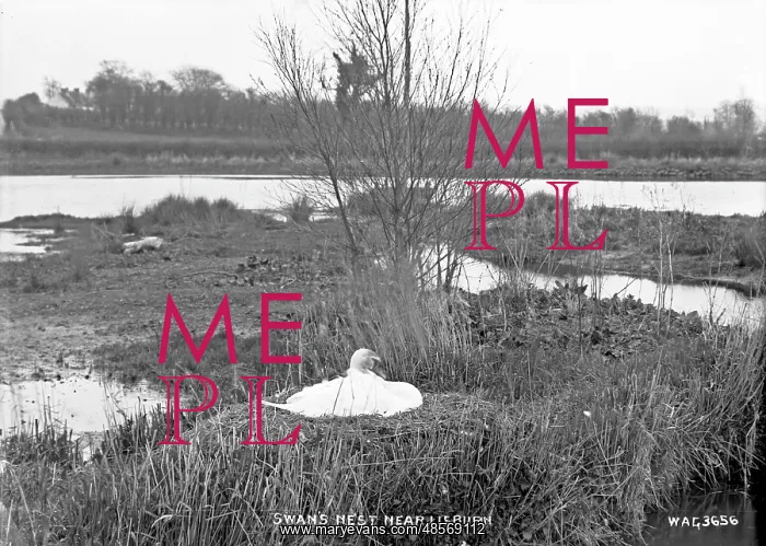 : Swan's Nest near Lisburn : Swan's Nest near Lisburn