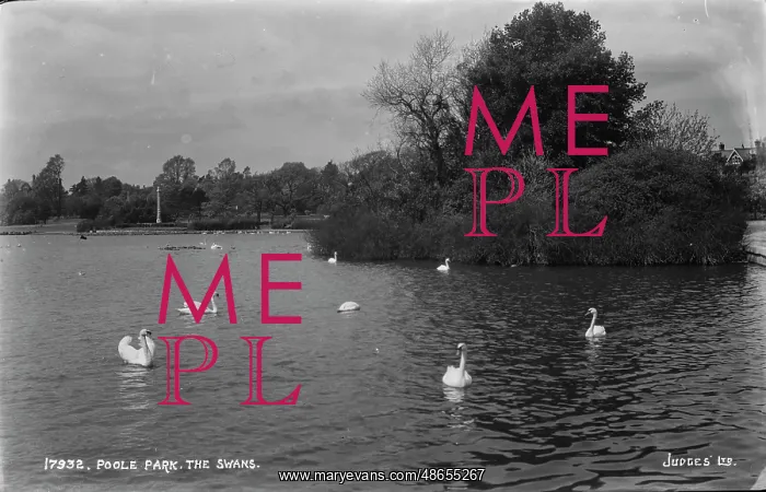 : The Swans at Poole Park : The Swans at Poole Park