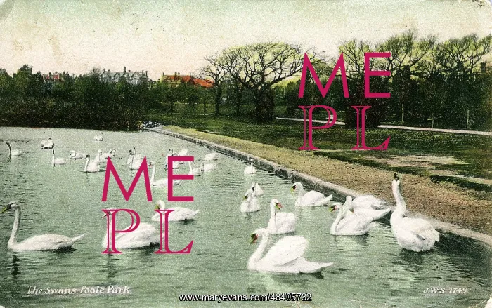 : The Swans, Poole Park, Dorset : The Swans, Poole Park, Dorset