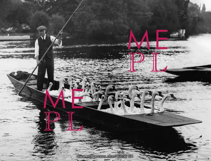 : Swans in a punt : Swans in a punt