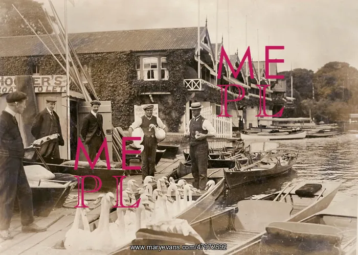: Swans in a punt at Henley : Swans in a punt at Henley
