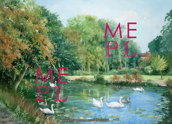 : Swans on the River Brett : Swans on the River Brett