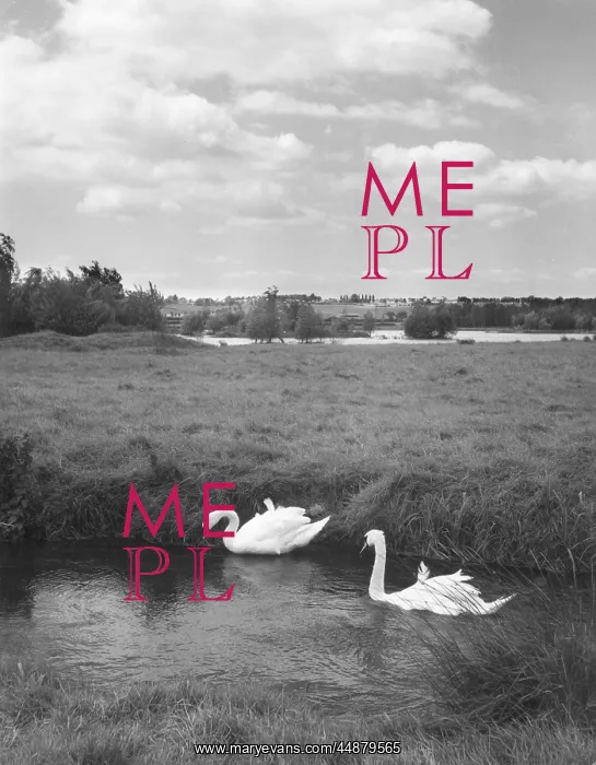 : SWANS ON THE RIVER NENE : SWANS ON THE RIVER NENE