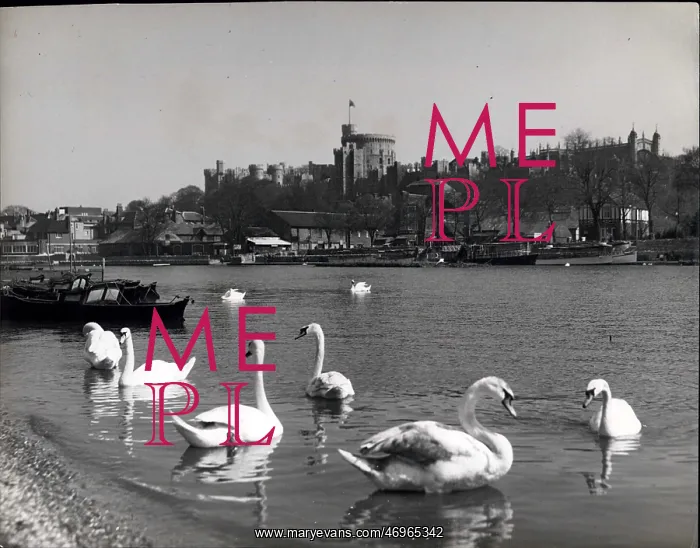 : Swans on the River Thames near Windsor Castle : Swans on the River Thames near Windsor Castle