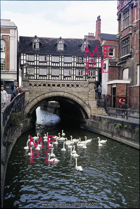 : Swans on the River Witham in front of High Bridge : Swans on the River Witham in front of High Bridge