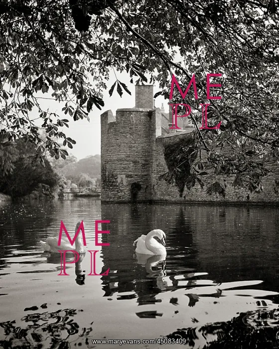 : Swans Swimming in the Most Around the Bishops : Swans Swimming in the Most Around the Bishops