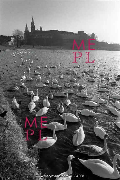 : Swans on Vistula River, Krakow, Poland : Swans on Vistula River, Krakow, Poland