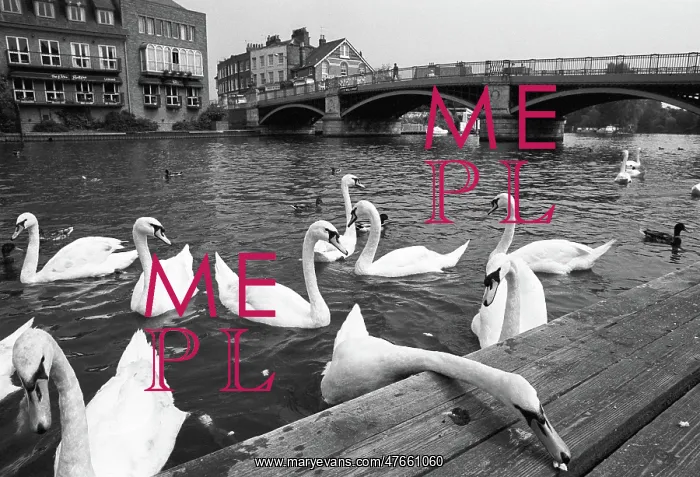 : Swans, Windsor Bridge, Henley : Swans, Windsor Bridge, Henley