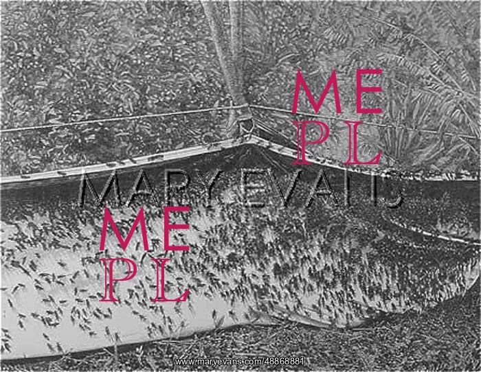 : Swarm of Crickets : Swarm of Crickets