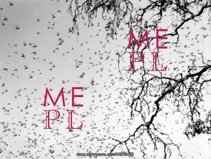  : SWARM OF LOCUSTS