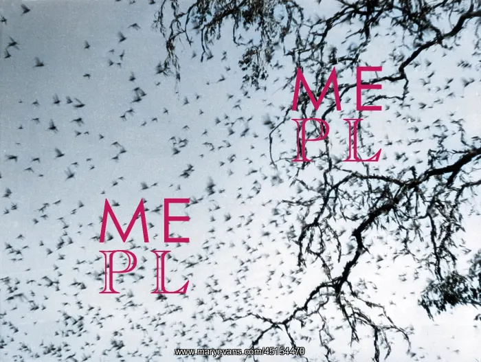 : SWARM OF LOCUSTS : SWARM OF LOCUSTS