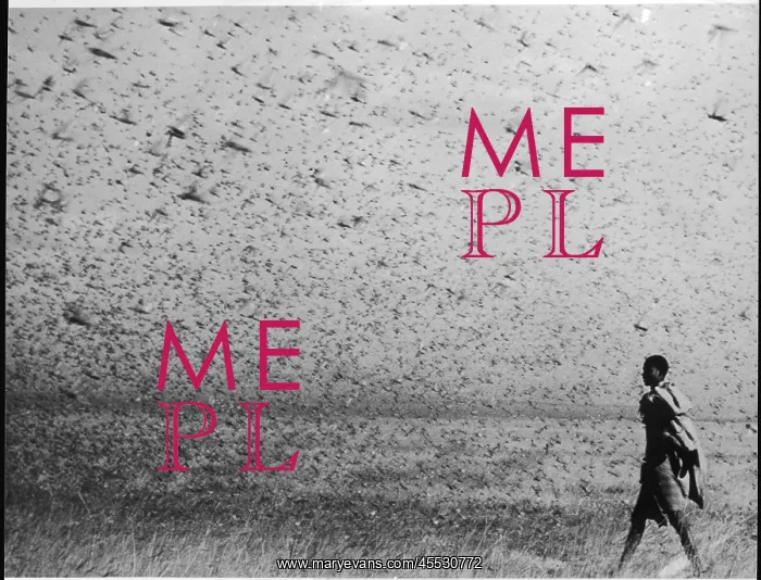  : A swarm of locusts in Africa