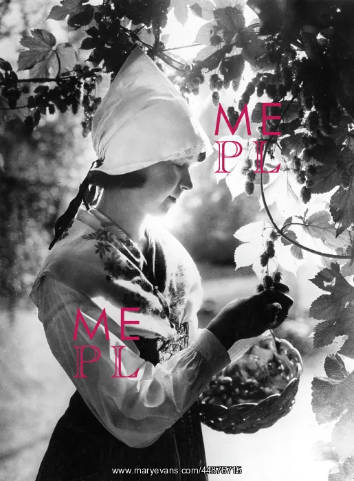 : SWEDISH HOP PICKER : SWEDISH HOP PICKER