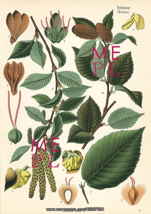 : Sweet birch, Betula lenta : Sweet birch, Betula lenta