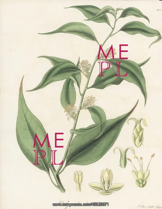 : Sweet box, Sarcococca coriacea : Sweet box, Sarcococca coriacea