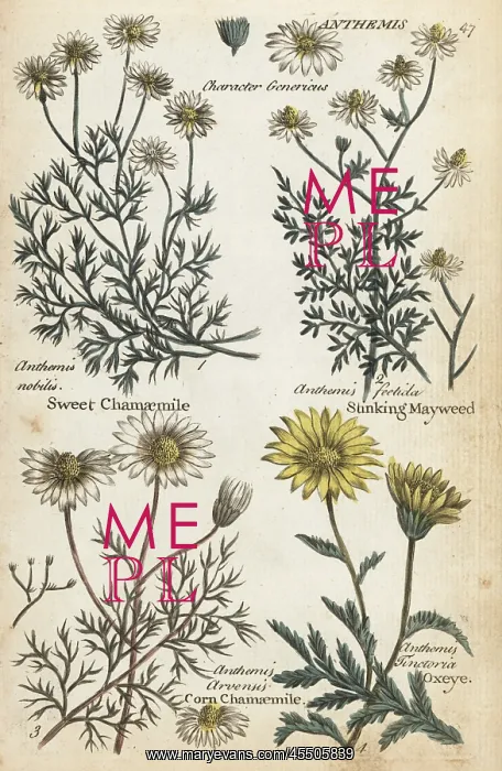 : Sweet chamomile, stinking mayweed, corn chamaemile and oxeye : Sweet chamomile, stinking mayweed, corn chamaemile and oxeye