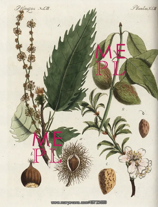 : Sweet chestnut and almond tree : Sweet chestnut and almond tree