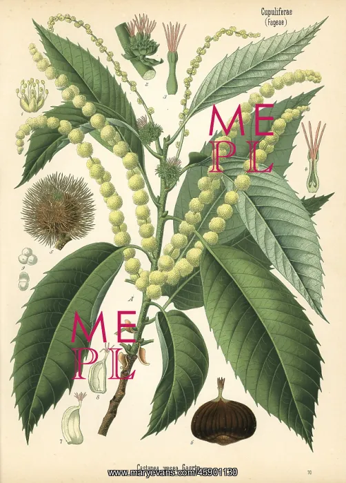 : Sweet chestnut, Castanea sativa : Sweet chestnut, Castanea sativa