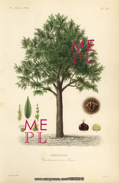 : Sweet chestnut, Castanea sativa : Sweet chestnut, Castanea sativa