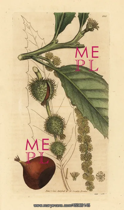 : Sweet chestnut tree, Fagus castanea : Sweet chestnut tree, Fagus castanea