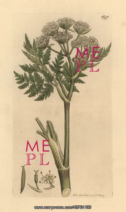 : Sweet cicely, Myrrhis odorata : Sweet cicely, Myrrhis odorata
