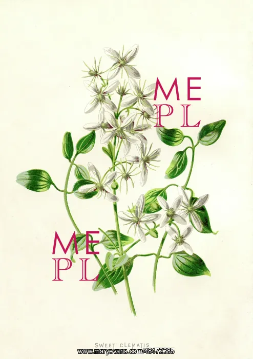 : Sweet Clematis : Sweet Clematis