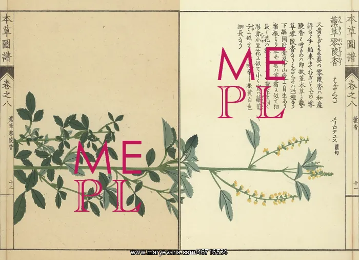 : Sweet clover, Melilotus indicus : Sweet clover, Melilotus indicus