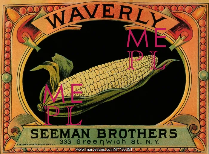  : Sweet Corn