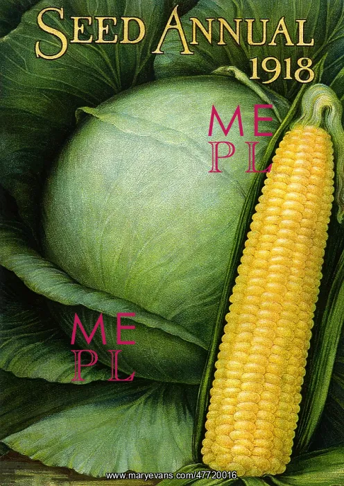 : Sweet Corn and Lettuce : Sweet Corn and Lettuce