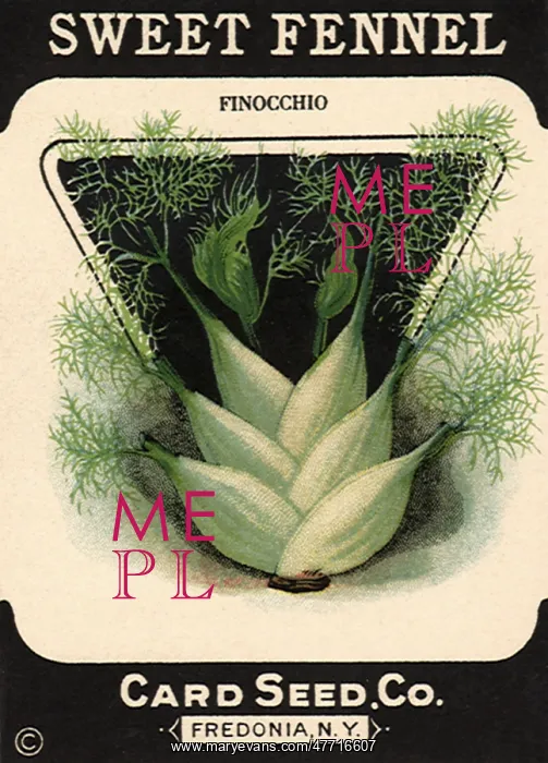  : Sweet Fennel Packet