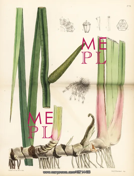 : Sweet flag, Acorus calamus : Sweet flag, Acorus calamus
