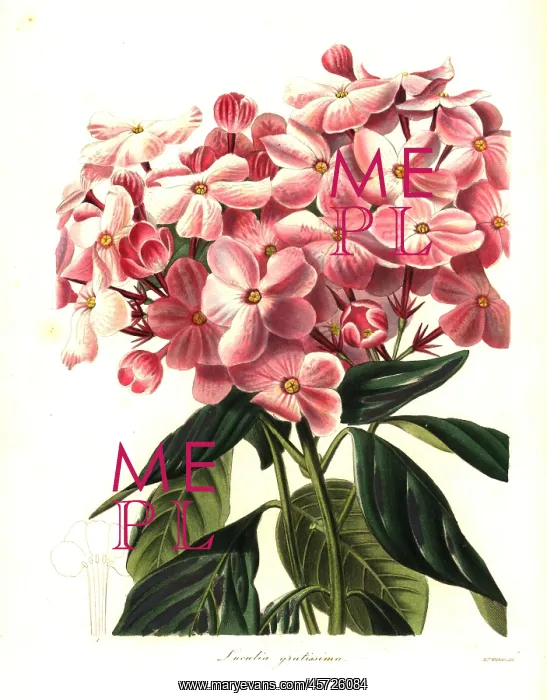 : Sweet-flowered luculia, Luculia gratissima : Sweet-flowered luculia, Luculia gratissima